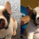 Illustration for article titled Adorable Lil’ Puppy With Cleft Lip Helps Kids With Facial Differences